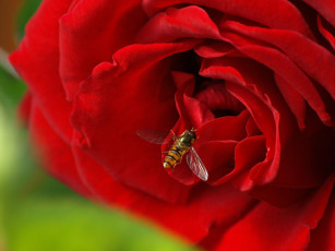 Картинка животные пчелы +осы +шмели насекомое цветок оса жало