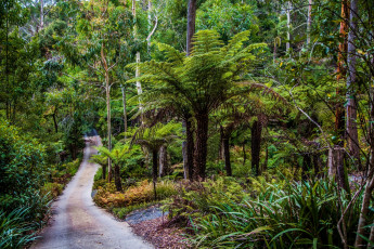 Картинка австралия природа тропики деревья