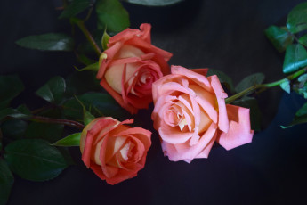Картинка цветы розы розовый трио