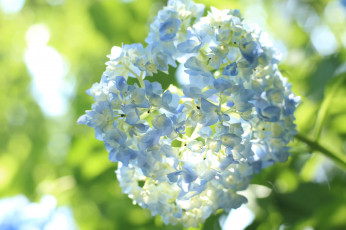Картинка цветы гортензия лепестки цветки petals splendor flowers голубая blue пышность hydrangea