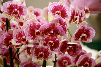 обоя цветы, орхидеи, orchids, цветение, flowering, flowers
