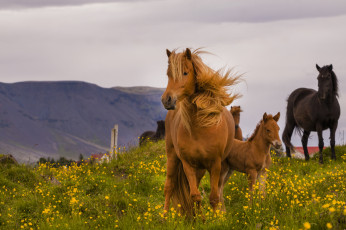 Картинка животные лошади окрас грива хвост лошадь