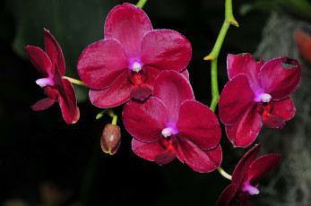 обоя цветы, орхидеи, flowering, цветение, orchids, flowers