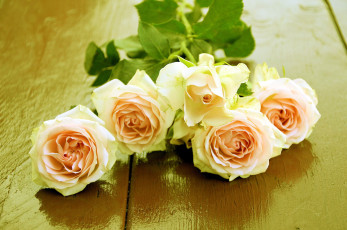 Картинка цветы розы чайные бутоны