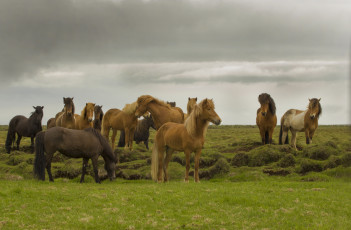 Картинка животные лошади грива хвост окрас лошадь
