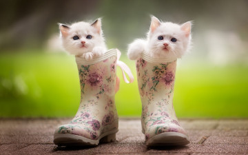 Картинка животные коты двое сапоги