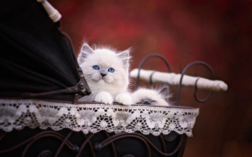Картинка животные коты коляска