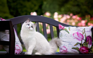 Картинка животные коты подушки скамейка
