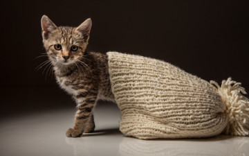 Картинка животные коты шапка