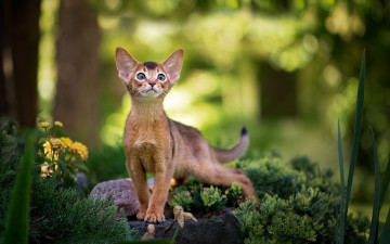 Картинка животные коты трава камень цветок