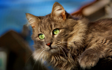 Картинка животные коты зеленые глаза