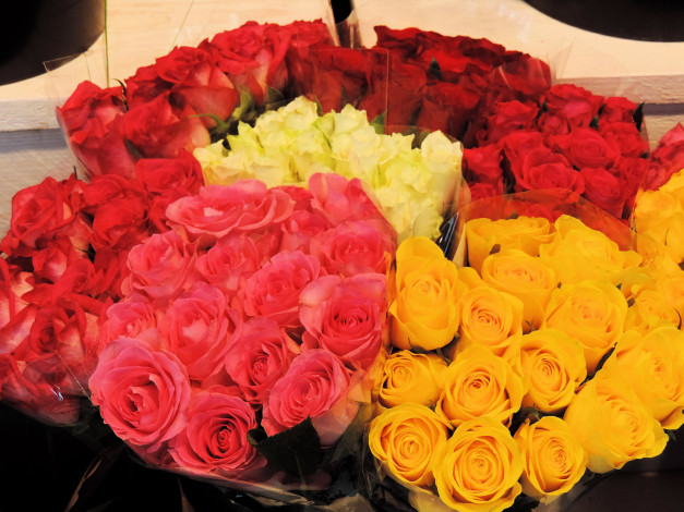 Обои картинки фото цветы, розы, много, упаковка