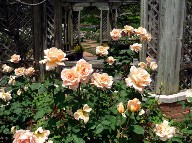 Обои картинки фото цветы, розы, розарий, кусты, беседка