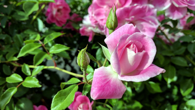 Обои картинки фото цветы, розы, бутон, розовый, лепестки