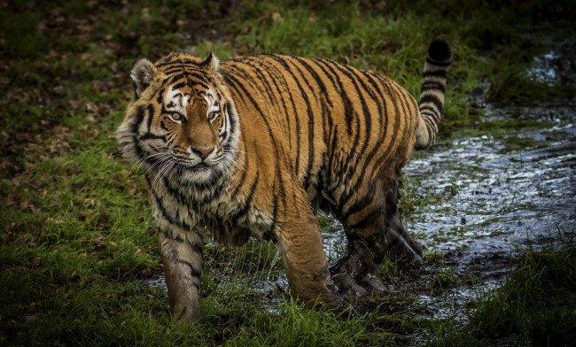 Обои картинки фото животные, тигры, трава, вода