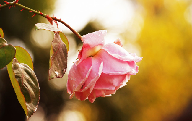 Обои картинки фото цветы, розы, розовый, цвет
