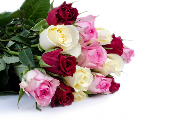 Обои картинки фото цветы, розы, бутоны, бордо, белый, розовый