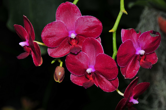 Обои картинки фото цветы, орхидеи, flowering, цветение, orchids, flowers