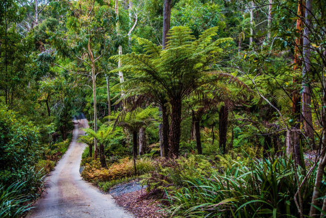 Обои картинки фото австралия, природа, тропики, деревья