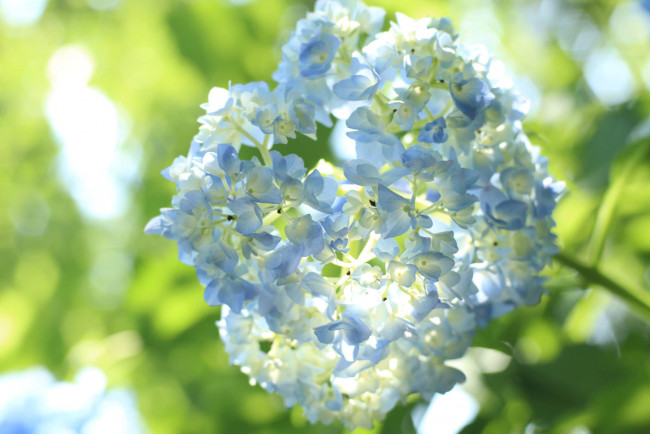 Обои картинки фото цветы, гортензия, лепестки, цветки, petals, splendor, flowers, голубая, blue, пышность, hydrangea