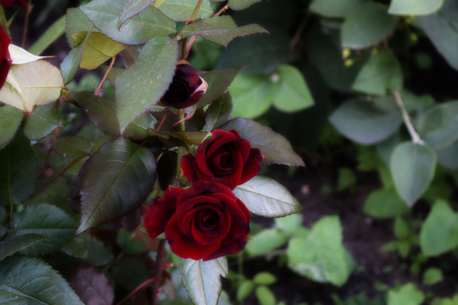Обои картинки фото цветы, розы, цветок