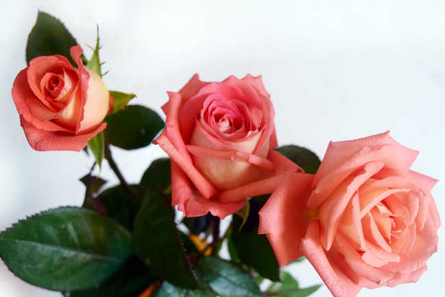 Обои картинки фото цветы, розы, розовый, трио