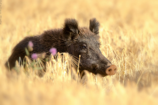 Обои картинки фото животные, свиньи,  кабаны, поле, хрюша, пшеница