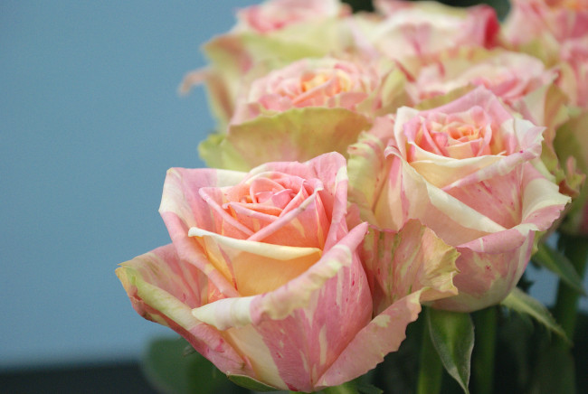 Обои картинки фото цветы, розы, лепестки, розовая, бутон, роза, цветение