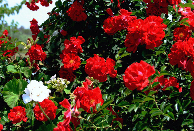 Обои картинки фото цветы, розы, куст, много, красный