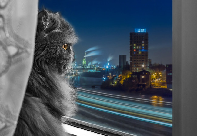 Обои картинки фото животные, коты, фонари, вид, из, окна, окно, здания, отель