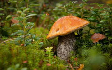 обоя природа, грибы, подосиновик, осень, листья