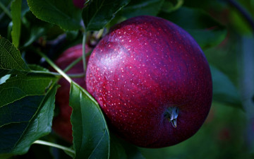 обоя природа, плоды, яблоко