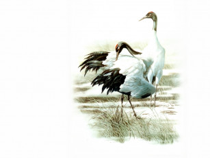 Картинка рисованные животные птицы аисты