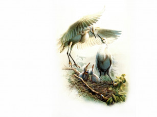 Картинка рисованные животные птицы журавли