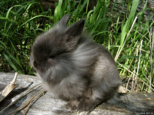 Картинка кролик животные кролики зайцы