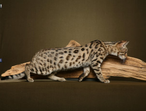 Картинка животные дикие кошки саванна кошка