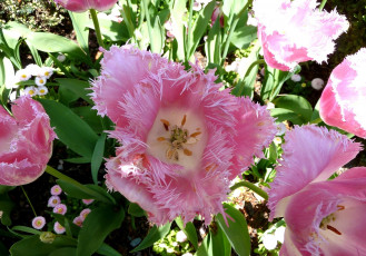 Картинка цветы тюльпаны розовый бахрома