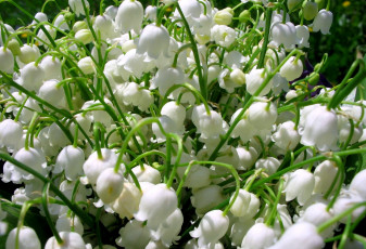 Картинка цветы ландыши белый много
