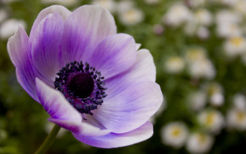 Картинка цветы анемоны адонисы мак сиреневый фиолетовый