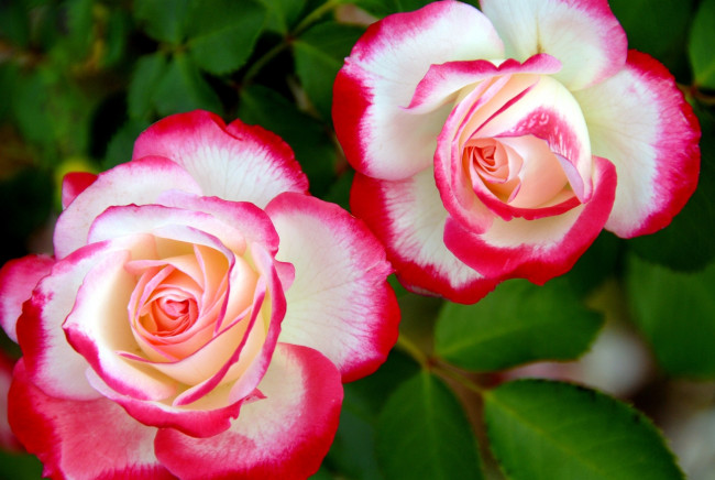 Обои картинки фото цветы, розы, пестрый