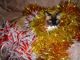Картинка животные коты кот мишура праздник сиамский