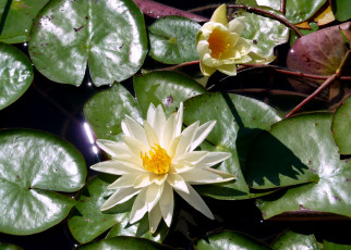 Картинка цветы лилии водяные нимфеи кувшинки вода белый