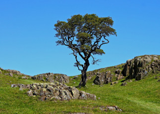 Картинка природа деревья камни дерево