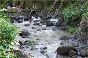 Картинка природа реки озера мох камни деревья ручей