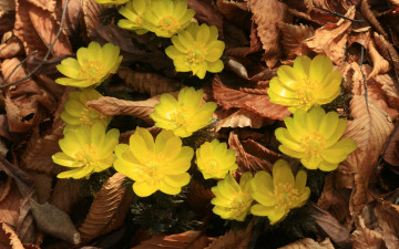 Картинка цветы анемоны адонисы лепестки