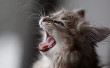 Картинка животные коты мордочка котенок