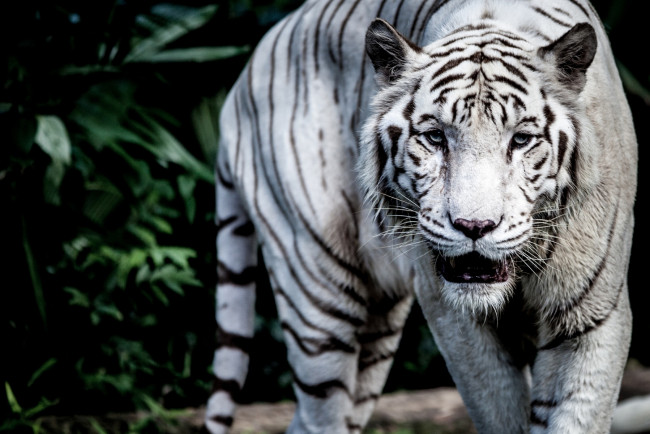 Обои картинки фото животные, тигры, хищник, белый, полосы