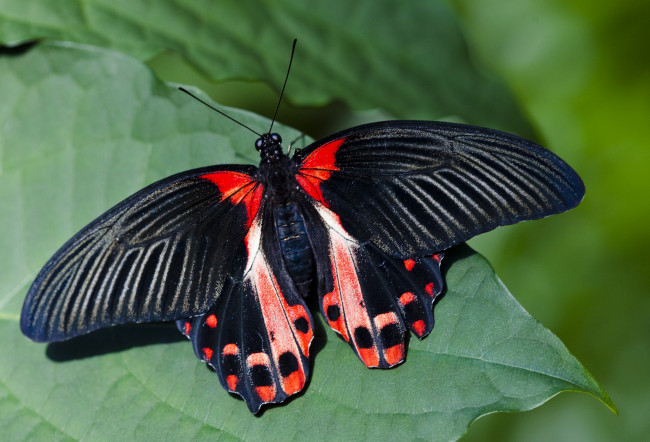 Обои картинки фото животные, бабочки, яркий, пестрый, крылья