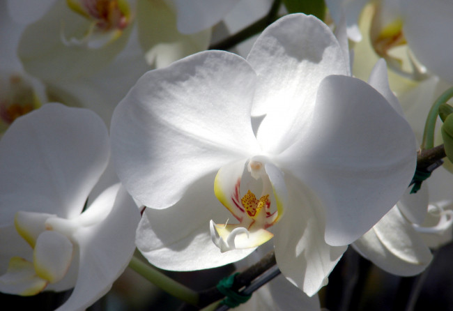 Обои картинки фото цветы, орхидеи, лепестки, белый