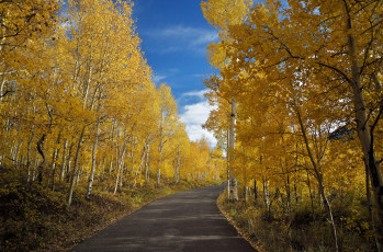 Картинка природа дороги осень берёзы